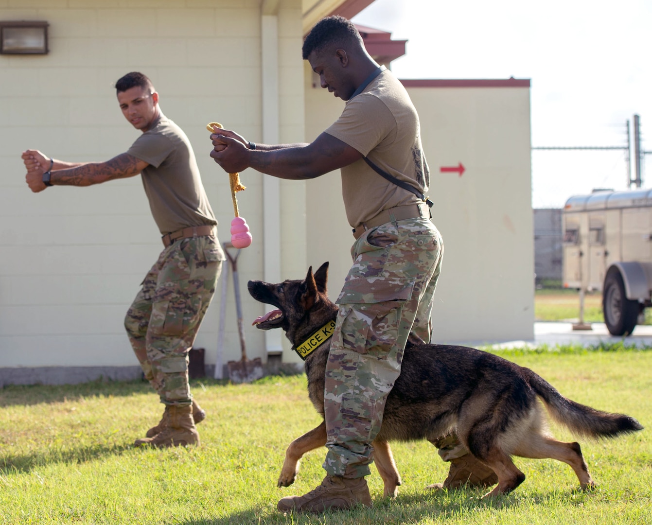 Military working hot sale dog training