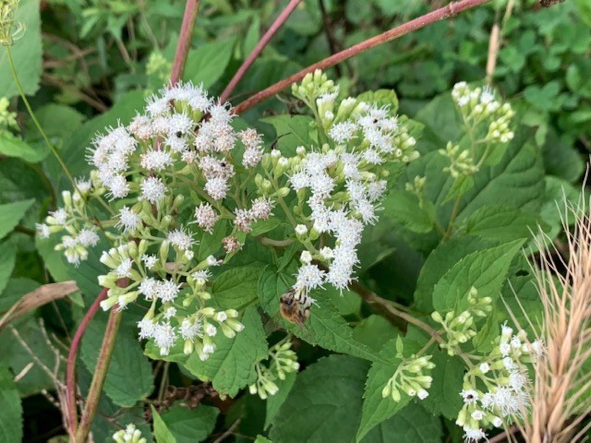 A honeybee collects pollen