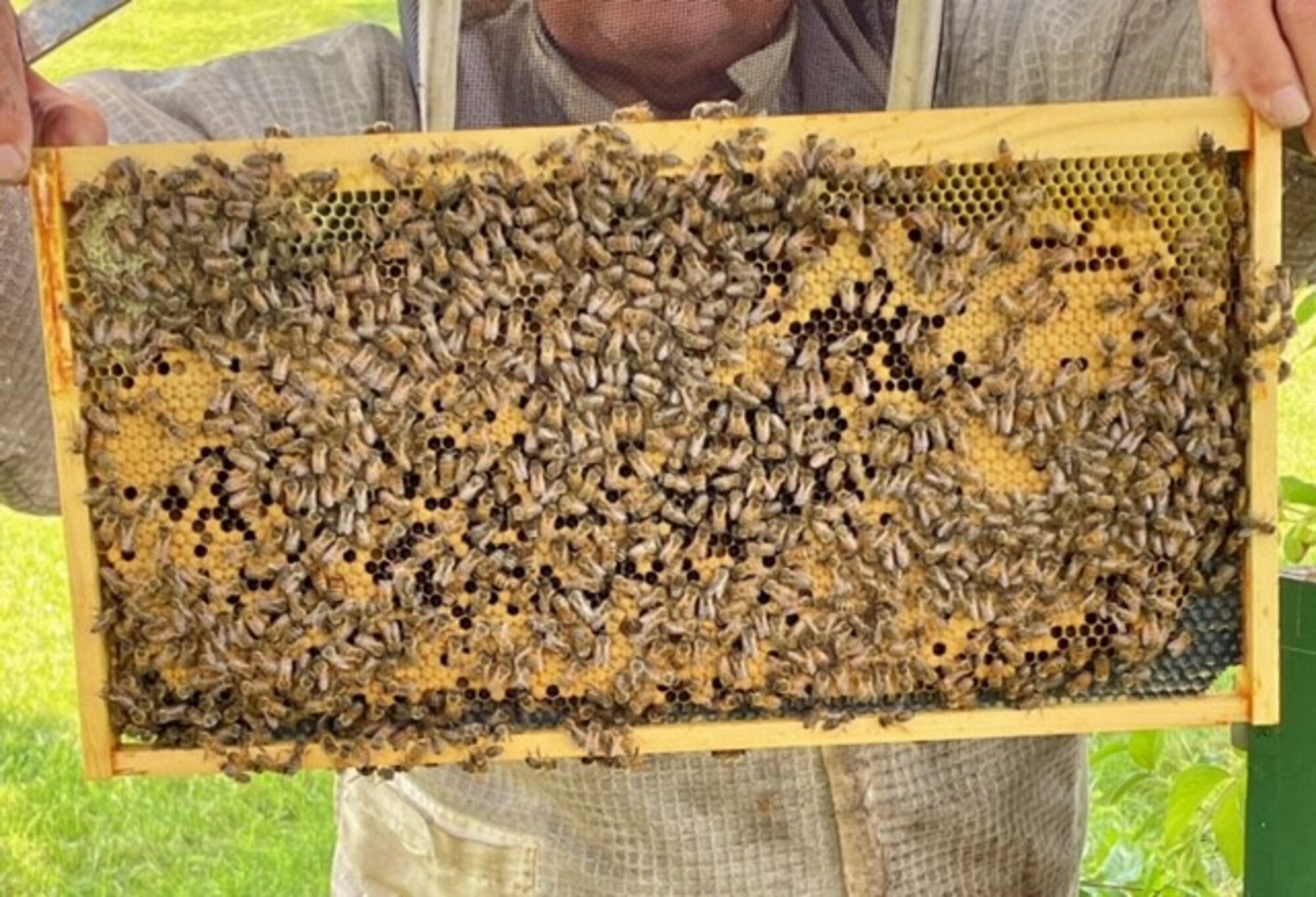 A honeybee brood frame at Huffman Prairie
