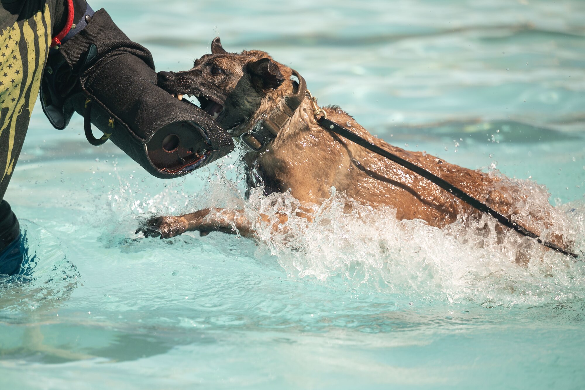 Photo of Airmen and K-9