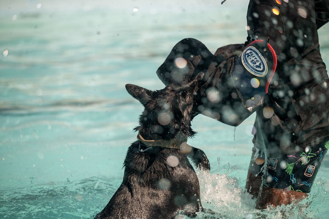 Photo of Airmen and K-9