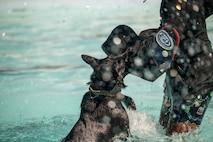 Photo of Airmen and K-9