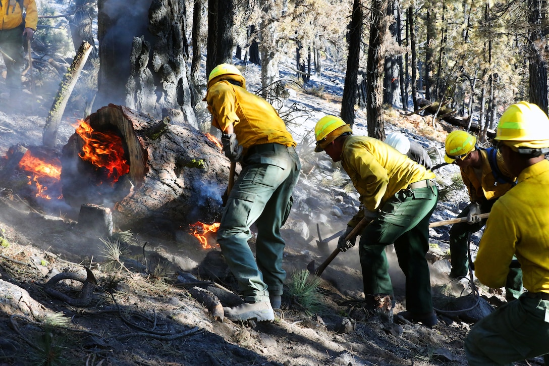 Several soldiers use tools to dig around a burning tree trunk in a wildfire-scorched area.