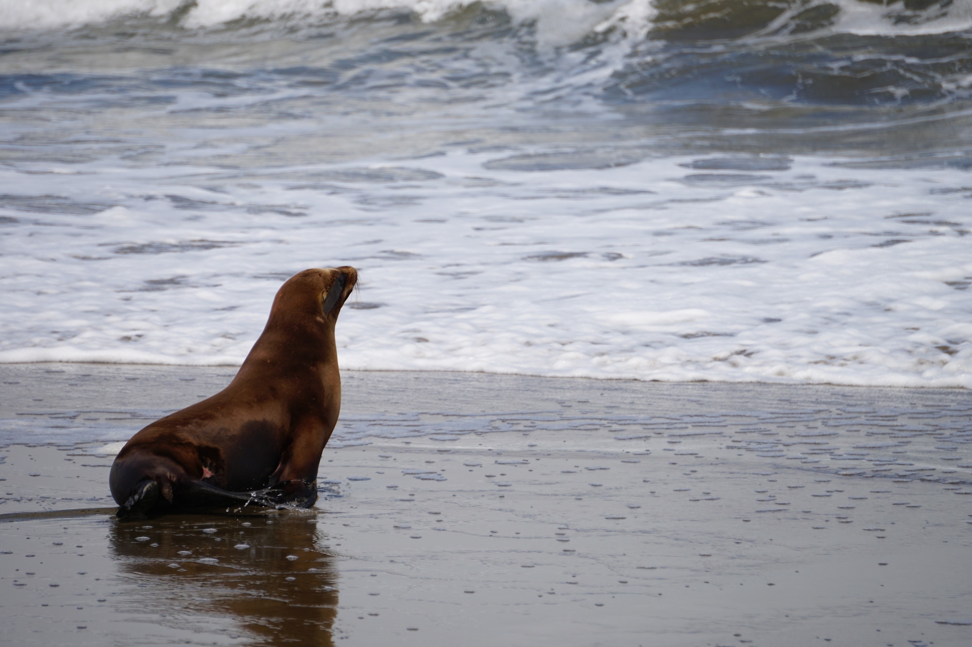 Sea pup sniffs the ocean air.