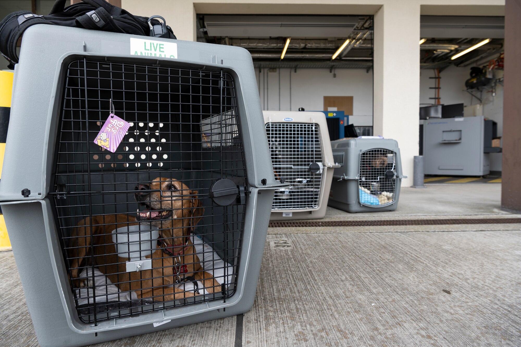 Pets who recently disembarked from a Patriot Express passenger aircraft wait for their owners to pick them up on Spangdahlem Air Base, Germany, Aug. 23, 2021.