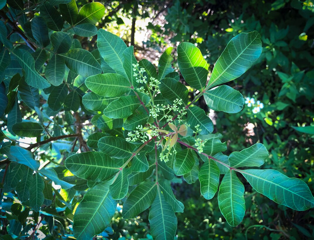Brazilian peppertree