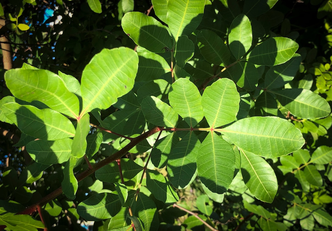 Brazilian peppertree