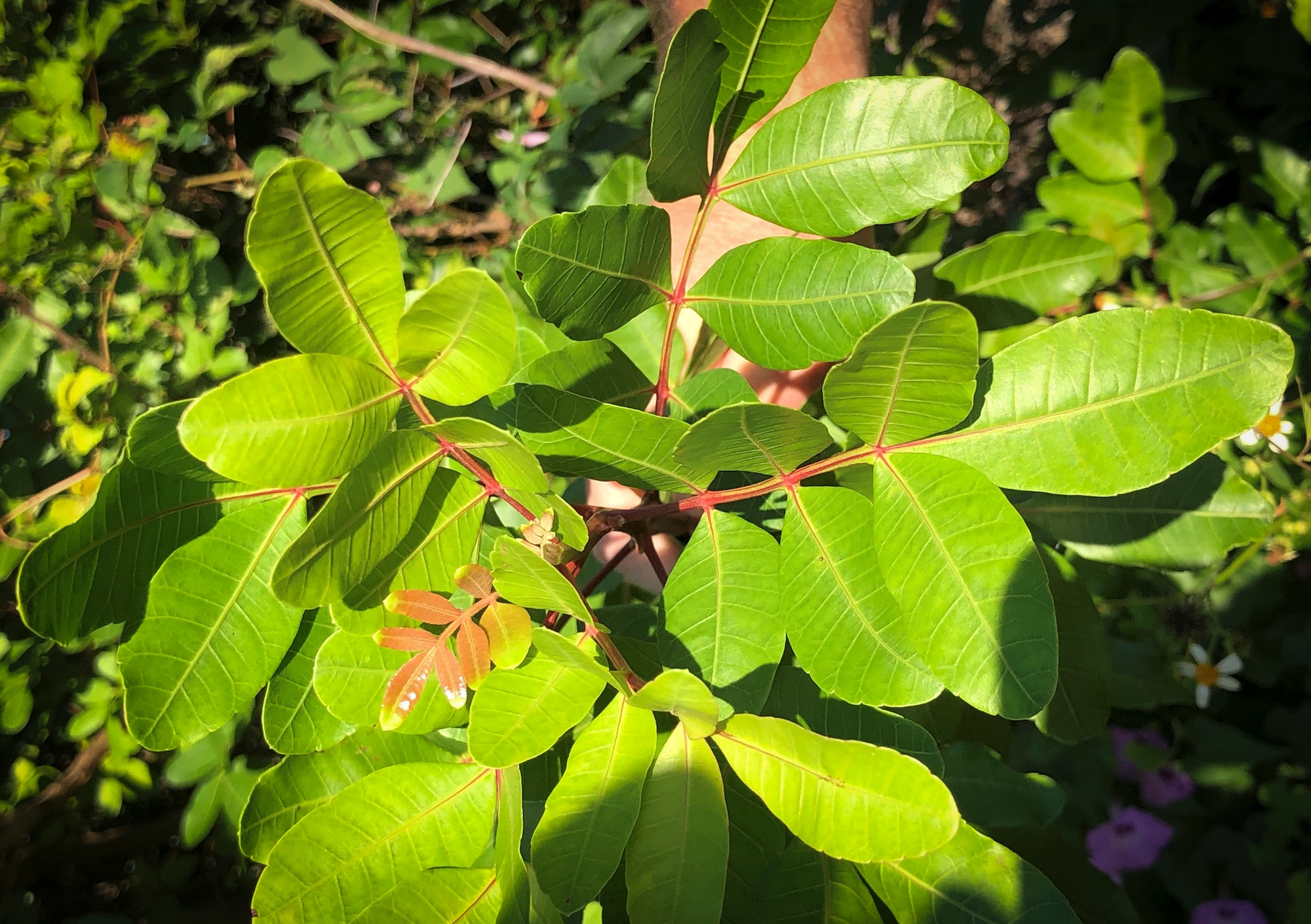 Brazilian peppertree