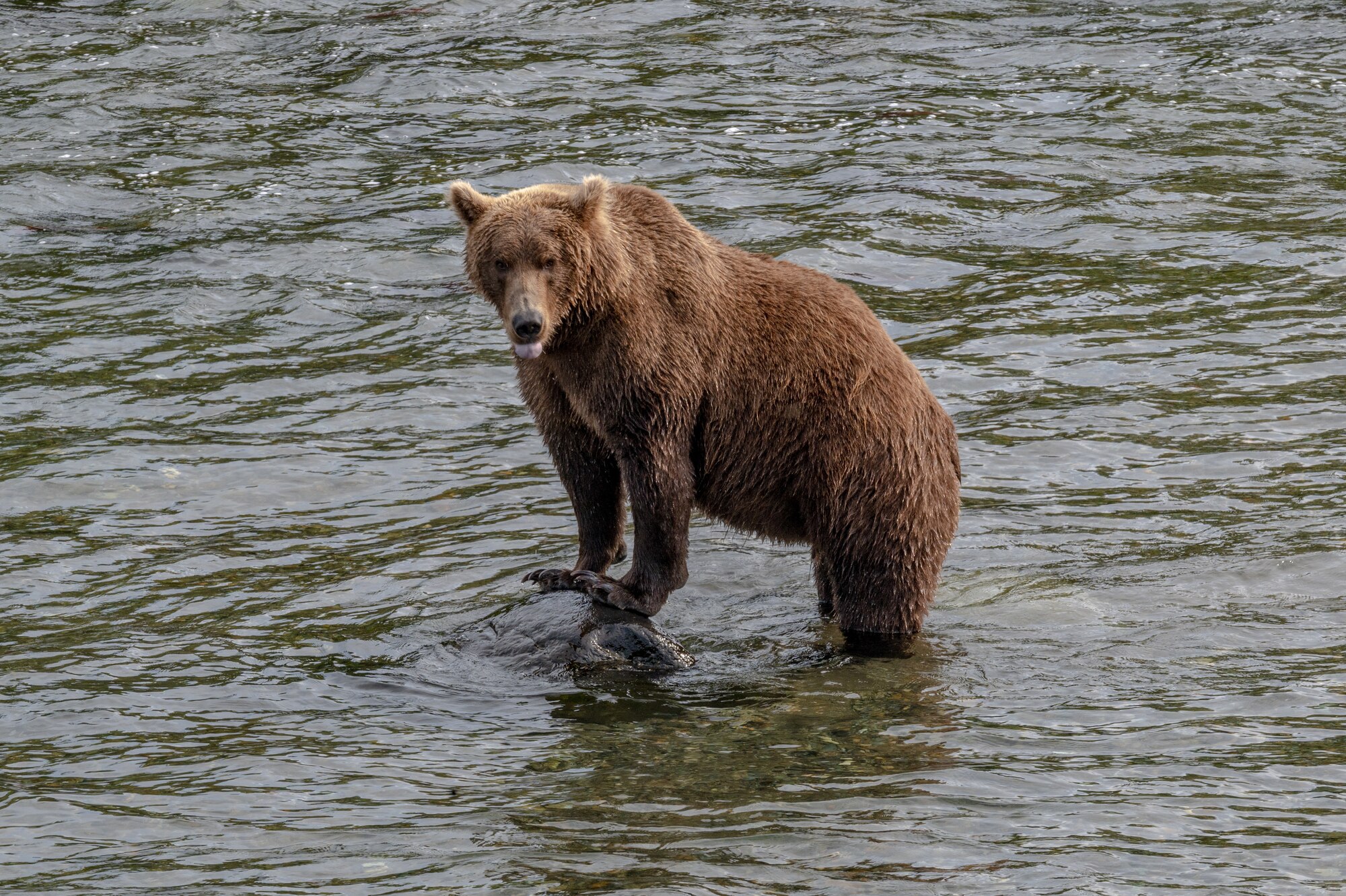 Service members visit Katmai for brown bear viewing