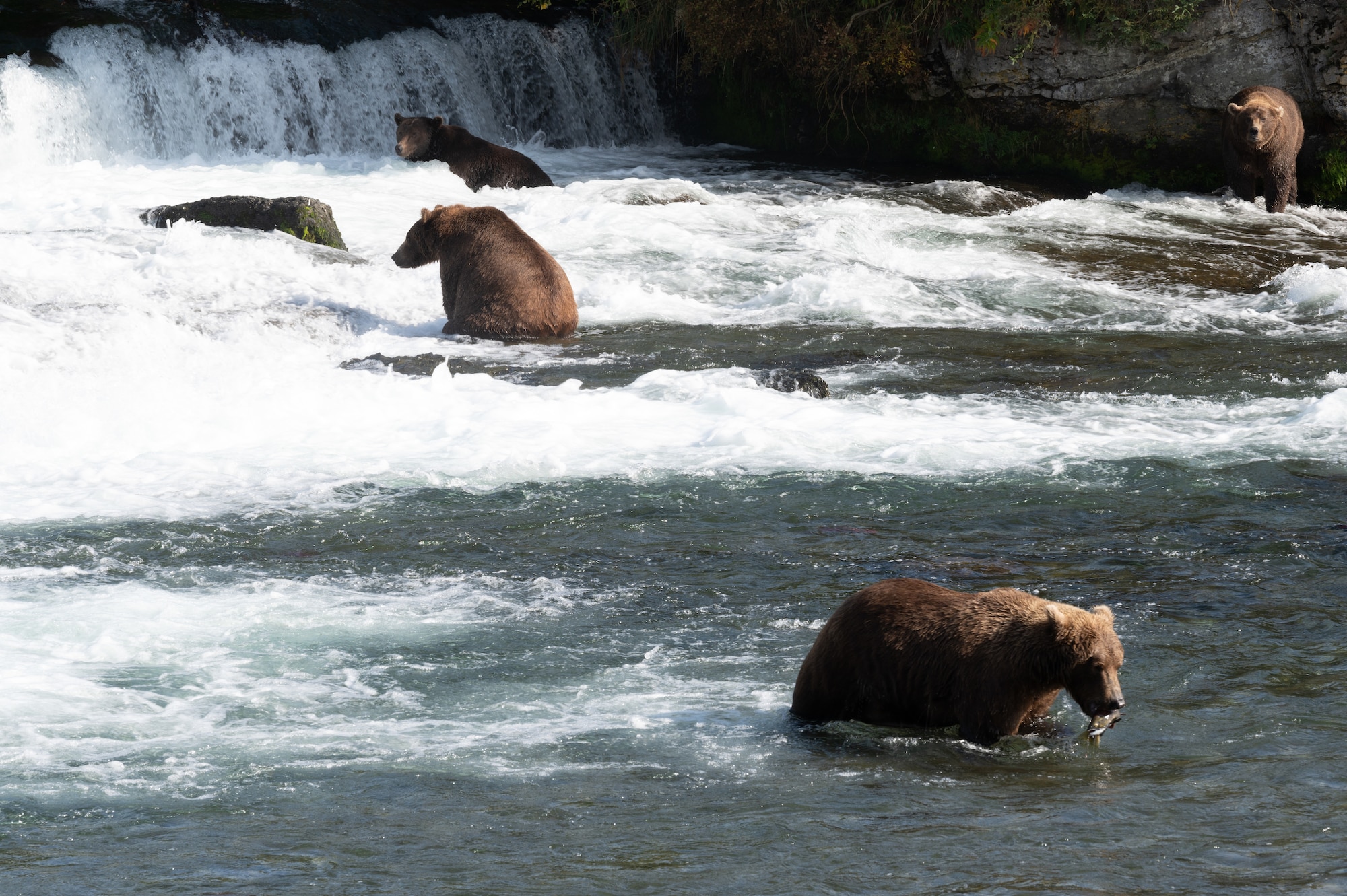 Service members visit Katmai for brown bear viewing