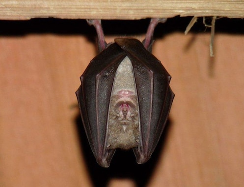 The 7th Army Training Command rehabilitated the Bergheim Church Apse as a bat sanctuary with the Bundesforst, USAG Bavaria, Joint Multinational Readiness Center (JMRC), and Training Support Activity Europe (TSAE). The apse provides an additional roosting habitat for the brown and grey long-eared bat, the pygmy and pug bats, as well as the great horseshoe bat. Part of the project focused on saving the only reproducing population of the greater horseshoe bat in Germany. The colony was found at the northern border of Hohenfels Training Area in 1992. Now, the species are able to survive and flourish because military training keeps the valleys and wood lines open providing forage habitats for the bats.  This conservation effort is a true testament to the continuity and partnership we have in support of environmental stewardship.