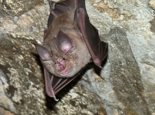 The 7th Army Training Command rehabilitated the Bergheim Church Apse as a bat sanctuary with the Bundesforst, USAG Bavaria, Joint Multinational Readiness Center (JMRC), and Training Support Activity Europe (TSAE). The apse provides an additional roosting habitat for the brown and grey long-eared bat, the pygmy and pug bats, as well as the great horseshoe bat. Part of the project focused on saving the only reproducing population of the greater horseshoe bat in Germany. The colony was found at the northern border of Hohenfels Training Area in 1992. Now, the species are able to survive and flourish because military training keeps the valleys and wood lines open providing forage habitats for the bats.  This conservation effort is a true testament to the continuity and partnership we have in support of environmental stewardship.