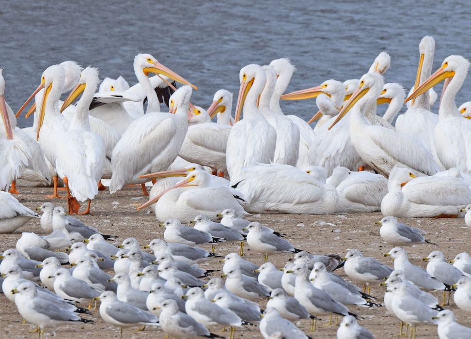 White pelicans and gulls sitting on sandbar along river