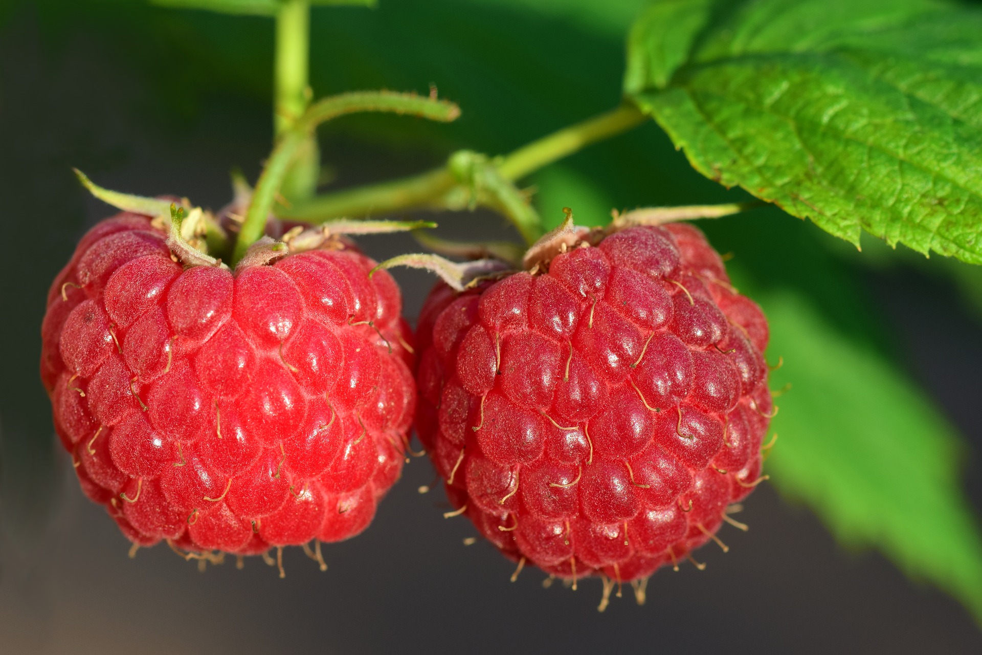 Raspberry Ketones