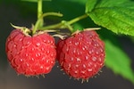 Raspberries are at the heart of a weight loss debate. Some believe raspberry ketones can aid in weight loss whereas others do not. This article gives facts you may want to consider if you're embarking on your own weight loss journey.