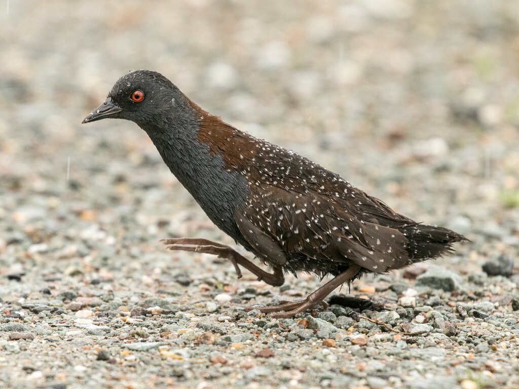 The Black Rail bird is a threatened species that should benefit from habitat restoration efforts at Deal Island WMA. (Audubon photo by Scott Bowers)