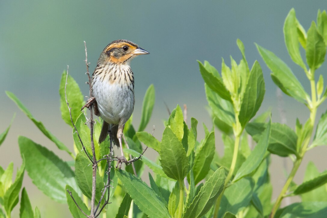The Saltmarsh Sparrow, pictured here at Allens Pond Wildlife Sanctuary, Massachusetts, is another threatened bird that is anticipated to use Deal Island as migratory bird habitat. (Audubon photo by Frank Lehman)