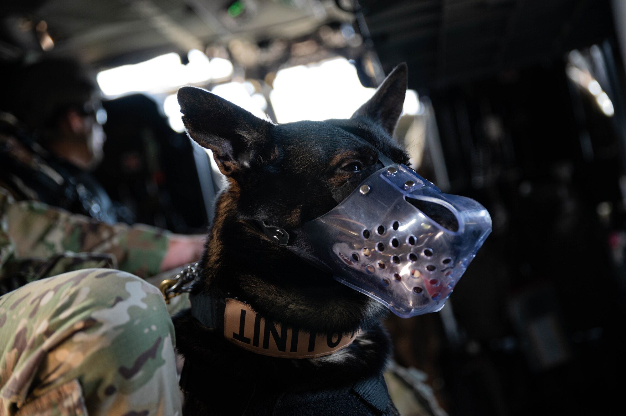 A Military Working Dog assigned to the 51st Security Forces squadron, returns to his MWD handler