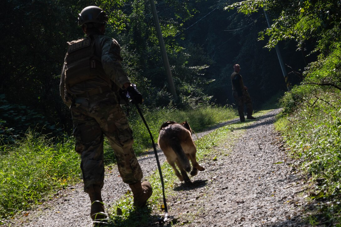 Senior Airman Yamiluis Colon-Infante, 51st Security Forces squadron, military working dog handler, releases his MWD during an apprehension training scenario