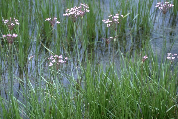 Research biologists at the U.S. Army Engineer Research and Development Center’s Environmental Laboratory work to find solutions for the negative impacts from ever-increasing flowering rush invasions.
