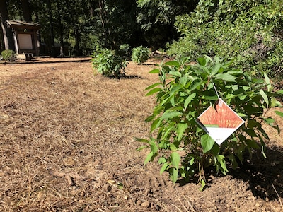 Native shrubs are newly planted near the Fort Eustis Nature Trail on Joint Base Langley-Eustis, Virginia, Sept. 25, 2021. Forty-eight volunteers worked together to create pollinator habitats, plant native vegetation and set up learning opportunities for people to enjoy. (Courtesy photo)