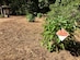 Native shrubs are newly planted near the Fort Eustis Nature Trail on Joint Base Langley-Eustis, Virginia, Sept. 25, 2021. Forty-eight volunteers worked together to create pollinator habitats, plant native vegetation and set up learning opportunities for people to enjoy. (Courtesy photo)