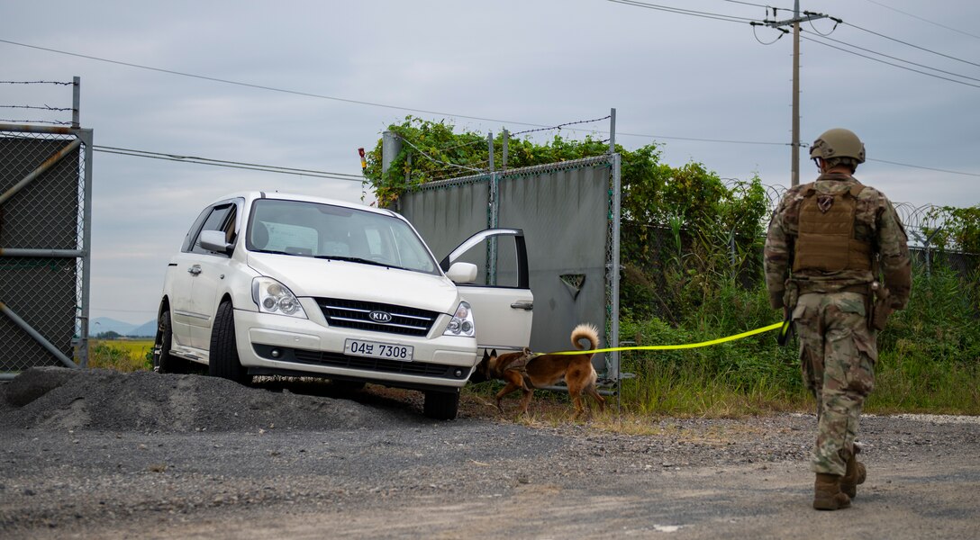 Senior Airman Anthony Fornaciari, 8th Security Forces Squadron military working dog handler, and his MWD inspect a vehicle for bombs during a simulated training exercise at Kunsan Air Base, Republic of Korea, Sept. 28, 2021. MWDs and their handlers work together to protect and defend the base by detecting drugs and explosives. (U.S. Air Force photo by Senior Airman Suzie Plotnikov)