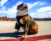 U.S. Marine Corps Lance Cpl. Manny, the Marine Corps Recruit Depot (MCRD) San Diego mascot, oversees the training grounds at MCRD, March. 28, 2022.