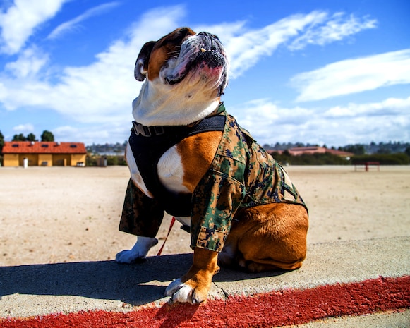 U.S. Marine Corps Lance Cpl. Manny, the Marine Corps Recruit Depot (MCRD) San Diego mascot, oversees the training grounds at MCRD, March. 28, 2022.