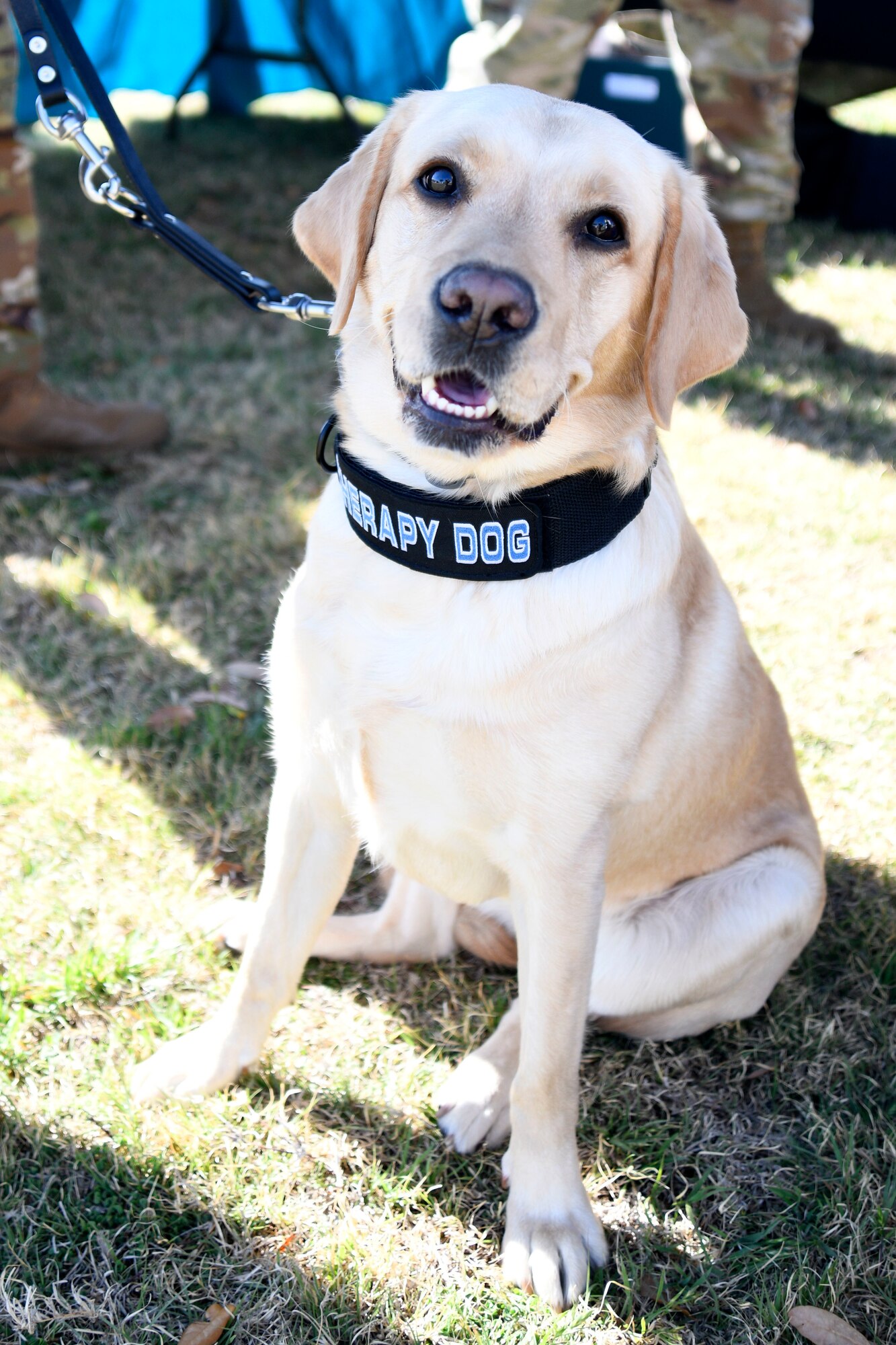Dallas, 301 st Fighter Wing therapy dog, rests during the Sexual Assault

Prevention and Response meet and greet at Naval Air Station Joint Reserve Base Fort Worth, Texas, April 2, 2022. The 301 FW Helping Agencies team acquired Dallas to promote stress relief.