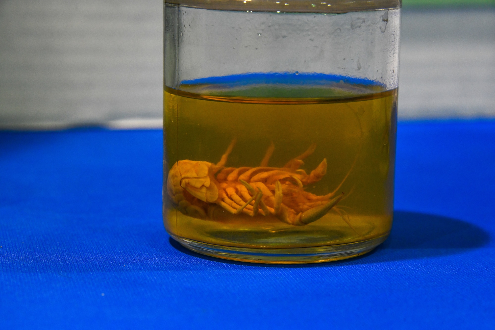 A crawfish is displayed in formalin at a Science, Technology, Engineering and Mathematics (STEM) fair, held at Altus High School, Altus, Oklahoma, March 30, 2022. Crawfish are considered benthic macroinvertebrates, or small aquatic animals with no backbone, which are studied to test water pollution. (U.S. Air Force photo by Airman 1st Class Miyah Gray)