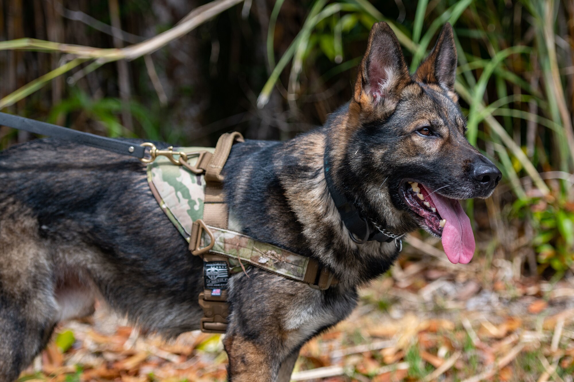 A military working dog pants in a jungle