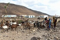 Civil Affairs Soldiers, Djiboutians work together to treat livestock