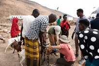 Civil Affairs Soldiers, Djiboutians work together to treat livestock