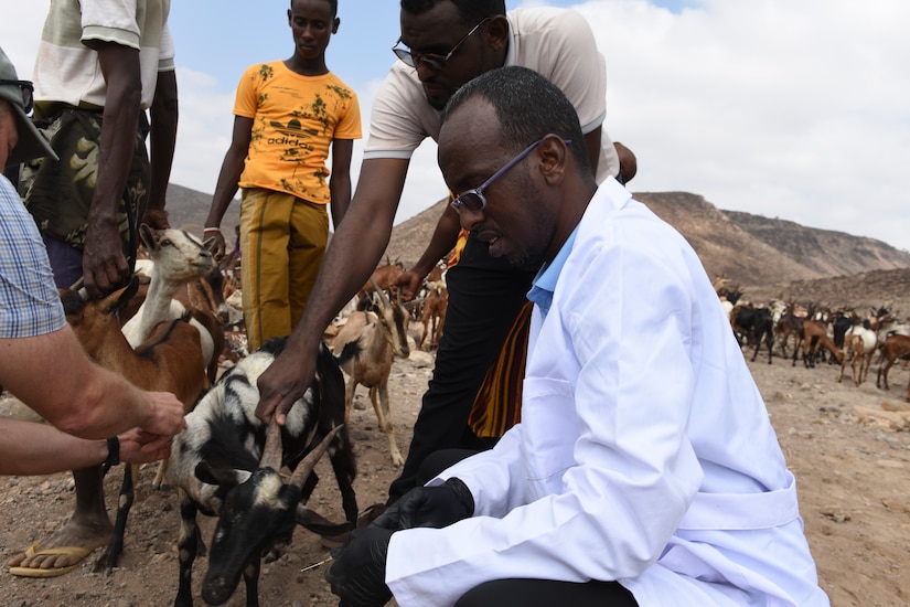 Civil Affairs Soldiers, Djiboutians work together to treat livestock