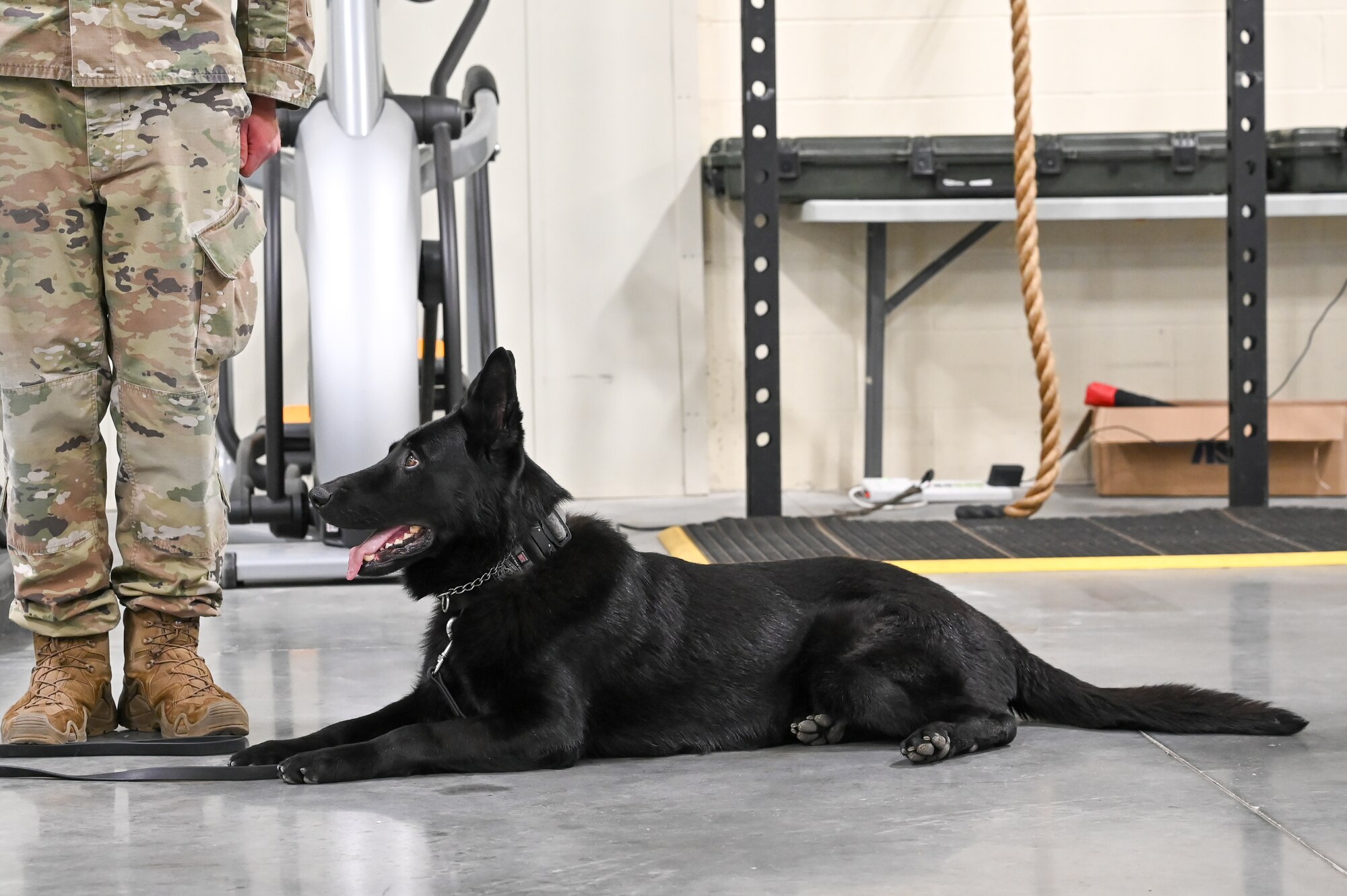 Military working dog Tusko sitting during retirement ceremony