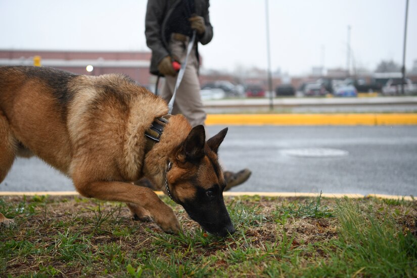 Fill, 316th Security Support Squadron military working dog, practices sniffing odors prior to the Multi-Agency K-9 Explosive Training Event at Thomas A. Edison High School in Alexandria, Va., Apr. 6, 2022. Handlers train with their MWDs for at least 1,000 hours a year in order to stay current on training and deployment readiness. (U.S. Air Force photo by Senior Airman Spencer Slocum)