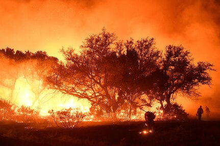 Flames near trees.