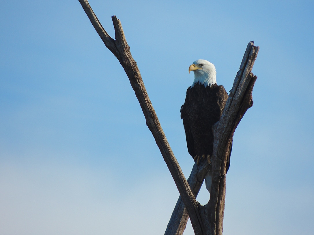 USACE Santa Rosa Lake staff spotted this eagle perched on a tree limb during the annual eagle watch at Santa Rosa Lake, N.M., Jan. 8, 2022.