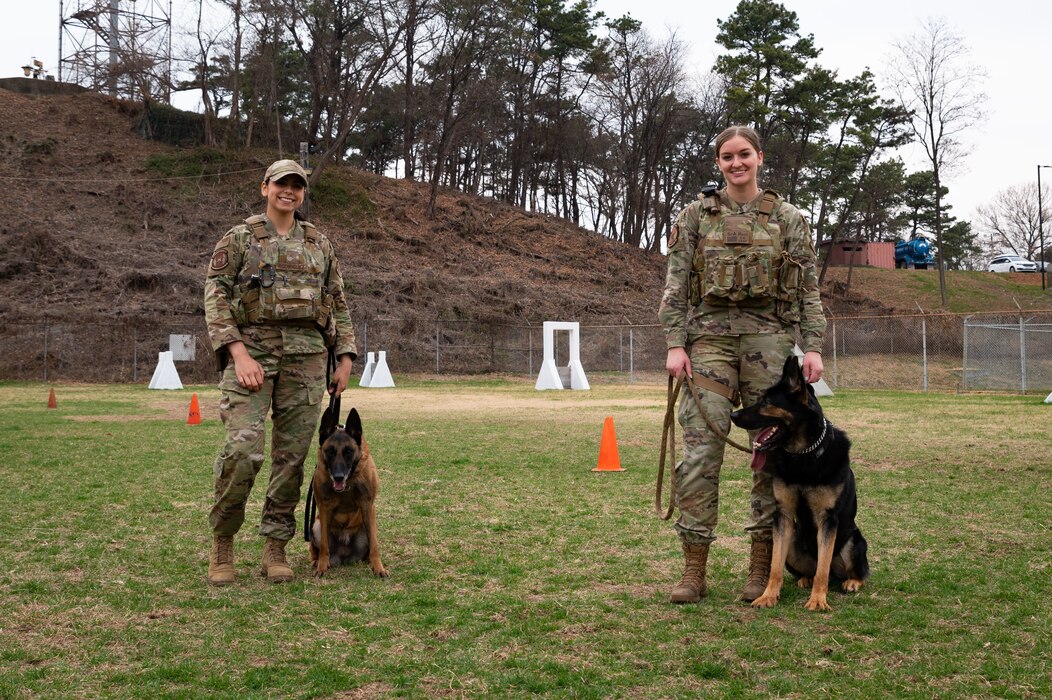 Senior Airman Leilony Rodriguez, left, and Senior Airman Cassidy Hunt, 51st Security Forces Squadron military working dog handlers, provide search and detection security at Osan Air Base, Republic of Korea, Mar. 31, 2022.