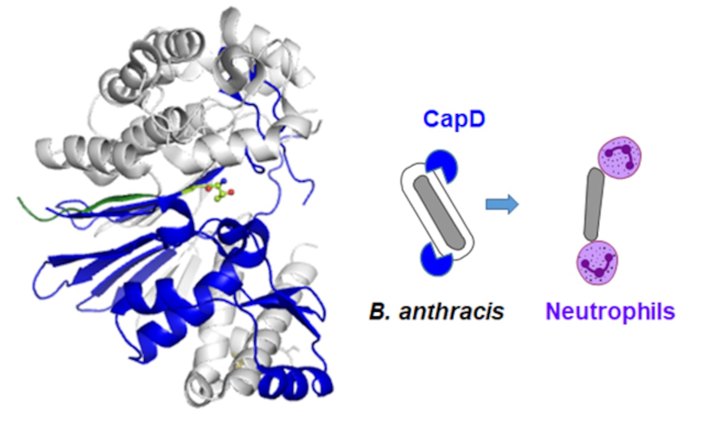 Anthracis CapD