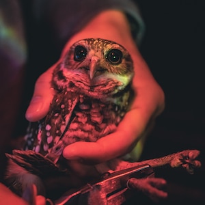 A Florida burrowing owl is banded for tracking and identification purposes at MacDill Air Force Base, Florida, April 8, 2022.