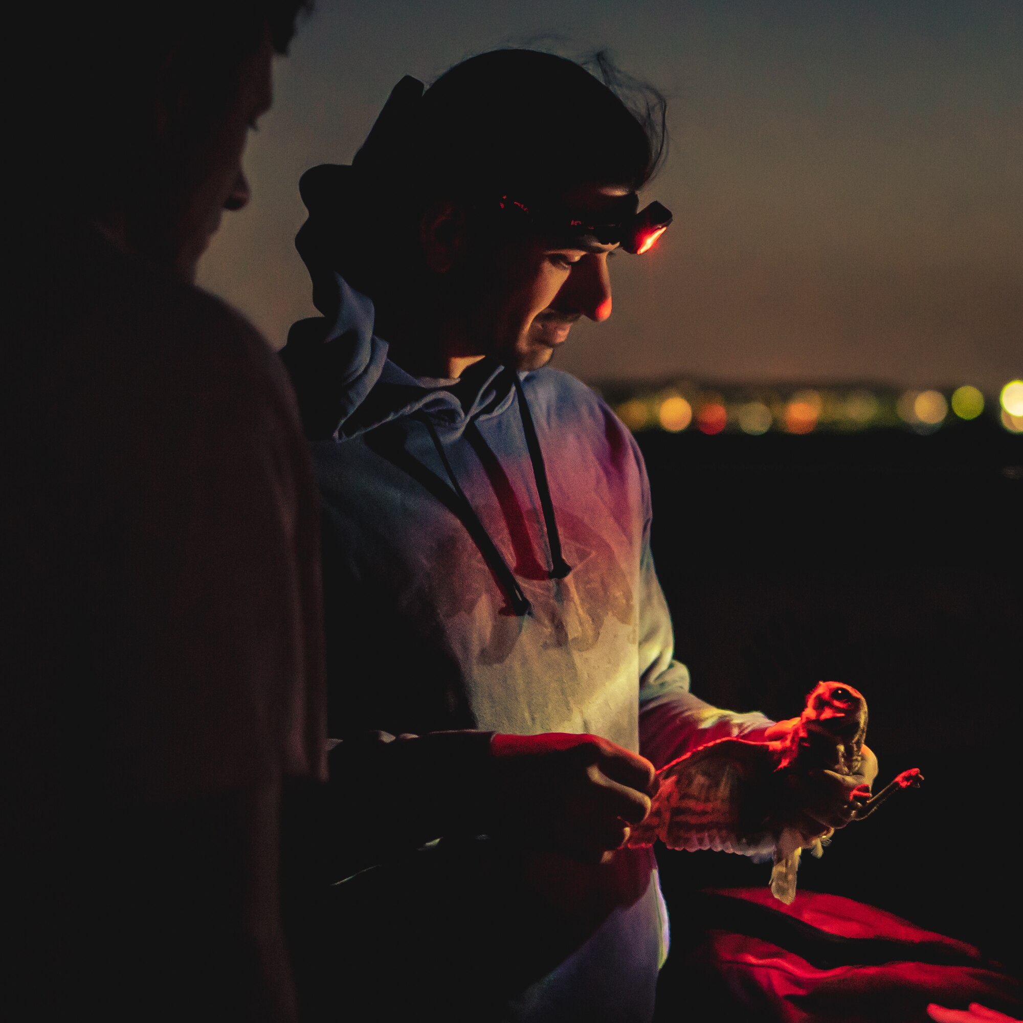 Nick Jennings, a Florida Fish and Wildlife Conservation Commission (FWC) biologist, inspects the wing of a Florida burrowing owl at MacDill Air Force Base, Florida, April 8, 2022.