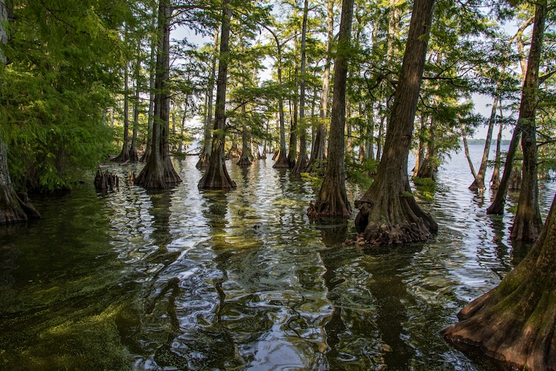 Reelfoot Lake Tennessee