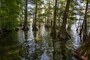 The U.S. Army Corps of Engineers Memphis District (USACE) and the West Tennessee River Basin Authority (WTRBA) will host a general scoping meeting to solicit comments and information from the public regarding the Running Reelfoot Bayou, TN feasibility study. The study investigates National Ecosystem Restoration benefits related to restoring aquatic and floodplain habitat along the Running Reelfoot Bayou in Lake, Obion, and Dyer Counties, Tennessee. The meeting will be held on Thursday April 21, 2022, from 5 p.m. until 7 p.m. at the Lake County Circuit Court in Tiptonville, TN.