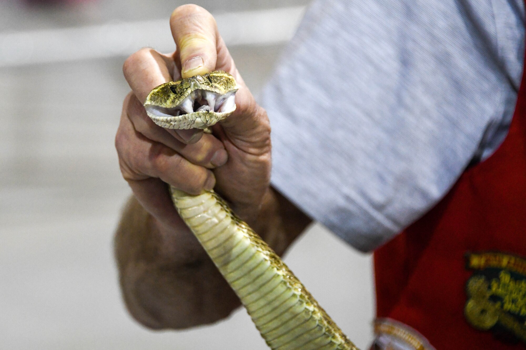 Mangum Rattlesnake Derby member holds up a rattlesnake at the Committee of 100 dinner event in Altus, Oklahoma, April 11, 2022. There are more than 24 rattlesnake species in the western hemisphere. (U.S. Air Force photo by Senior Airman Kayla Christenson)