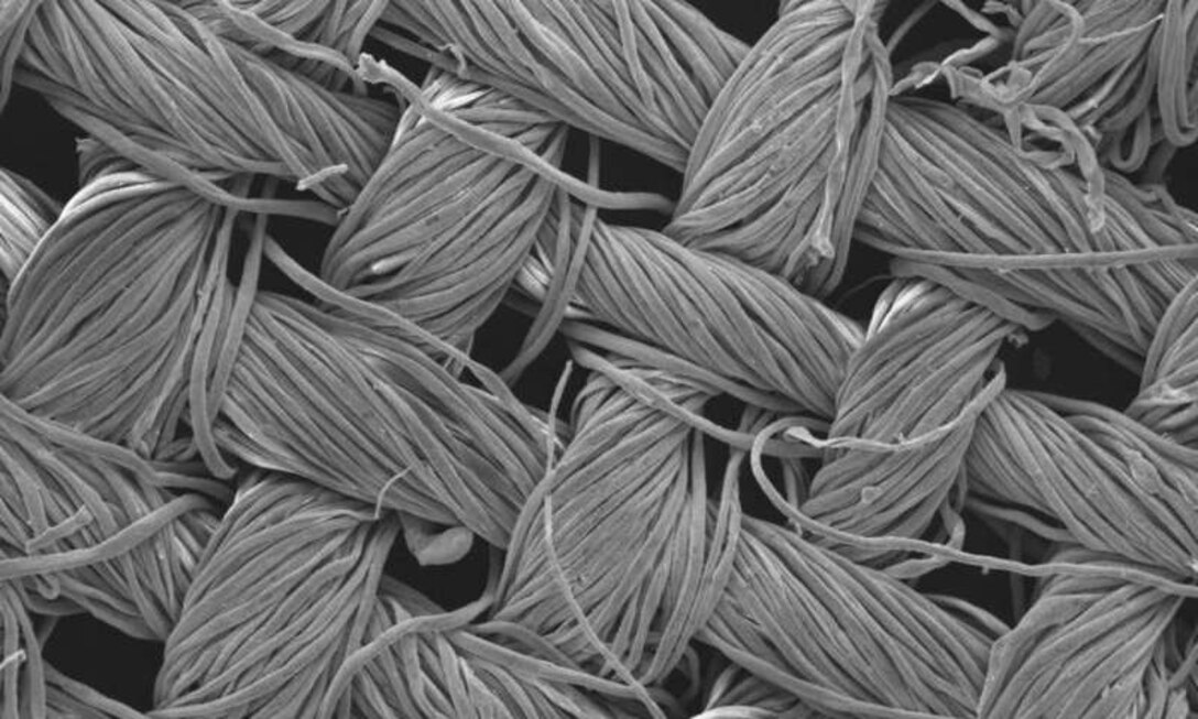 Cotton textile fibers and nanostructures. Image magnified 200 times. (Credit: RMIT University)