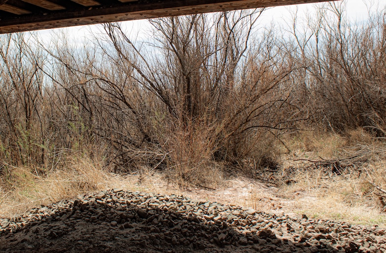 Dense thickets of Tamarisk, or salt cedar, infest the banks and the riverbed of the Little Colorado River April 11 in Winslow, Arizona. Salt cedar is an invasive plant species, according to the U.S. Forest Service. Salt cedar consumes lots of water, grows between 12 to 15 feet in height, is often covered with salt secretions and increases the chance and severity of fires and floods in the area. (Photo by Robert DeDeaux, Los Angeles District PAO)