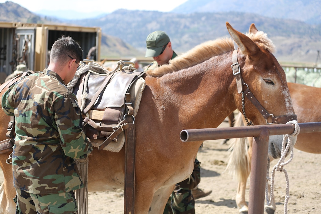 SOF Horsemanship Course