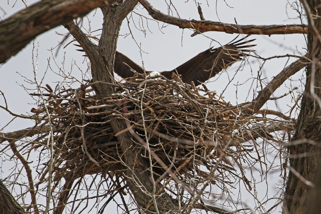 The wings of a large bird are seen above its nest.